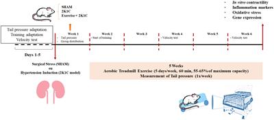 Moderate Physical Exercise Activates ATR2 Receptors, Improving Inflammation and Oxidative Stress in the Duodenum of 2K1C Hypertensive Rats